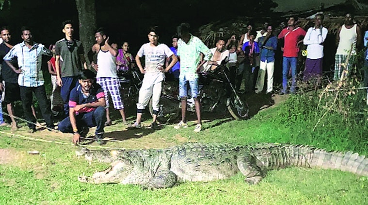 images of crocodile attacks