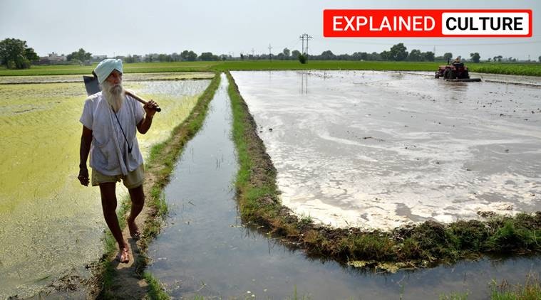 punjab, haryana, southwest monsoon, monsoon news, monsoon forecast, punjab rainfall, punjab paddy cultivation, haryana monsoon forecast, haryana paddy
