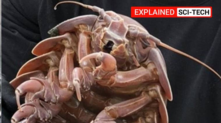 Explained | Raksasa cockroach from the deep: the stuff nightmares are made of