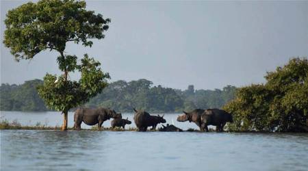 Assam: Prolonged floods force rhinos of Pobitora to seek refuge in houses