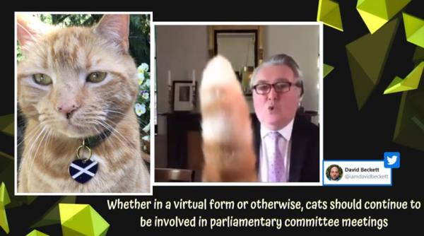 cat british parliament meeting, scottish mp cat interrupts parliament committee meeting, John Nicolson cat parliament meeting video, cat UK parliament meeting, cat photobomb zoom call, viral news, indian express
