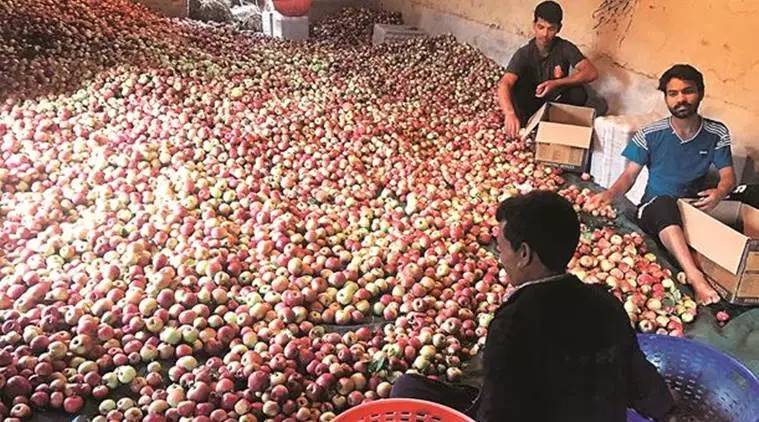 shimla apple market, fruit market, bad weather, shimla news, indian express news