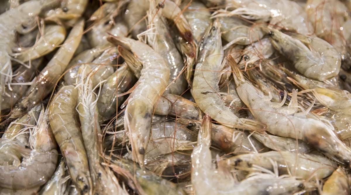 Coronavirus found on Ecuador shrimps in China, state media says ...
