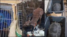 smuggling animals no alt set