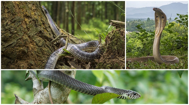 Borders melt for Indian patients seeking treatment in Nepal’s snakebite treatment centres
