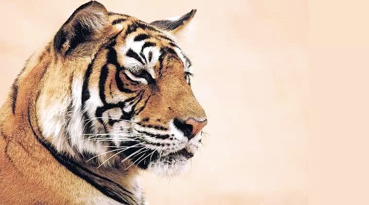 741 tigers gained, 4685 sq km of tiger forest lost: Report