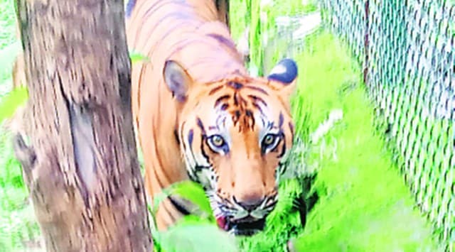 Many local politicians have urged that the tiger should be shot.