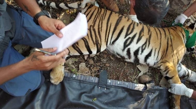 tigress captured, tigress rescued, tigress treatment in nagpur, tigress dies in nagpur, nagpur forest dept, indian express news