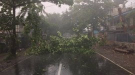 cyclone nisarga, cyclone nisarga in maharashtra, cyclone nisarga damage in maharashtra, cyclone nisarga damage to bettle nut trees, cyclone nisagar damage tom coconut tees, cyclone nisagra damage compensation, indian express news