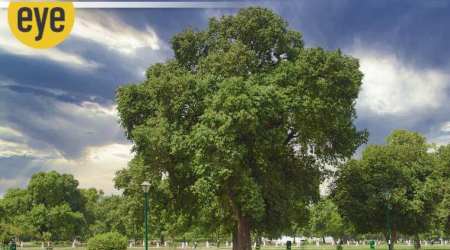 Tree for joy: An old rai jamun in Delhi. (Source: Pradip Krishen)