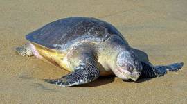 beached marine animals, rescue centre, Mumbai news, Maharashtra news, Indian express news