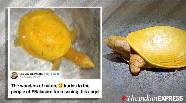 A Rare Yellow Turtle Rescued In Odishas Balasore Is A Sensation On 