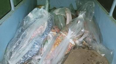 Maharashtra Covid, Ahmednagar covid ambulance, covid ambulance video, Ahmednagar coronavirus news, Bodies piled up in van, Maharahstra covid dead bodies, Indian express