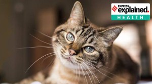 Explained: Drug used for cat coronavirus on trial against SARS-CoV-2