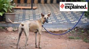 Explained: After Modi’s push, a look at the several dog breeds native to India