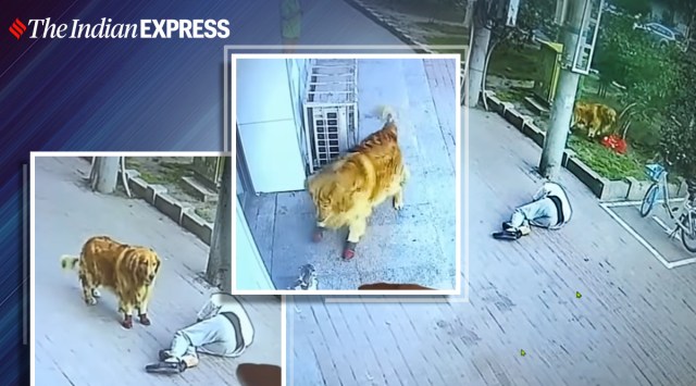 cat falls on man's head viral video, dog chases cat, china, trending, viral video, indian express, indian express news