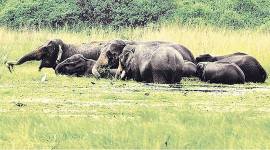 Eco conflict cost: over 1,000 jumbos, 4,000 people in 10 years