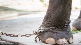 world elephant day, elephant abuse, indianexpress