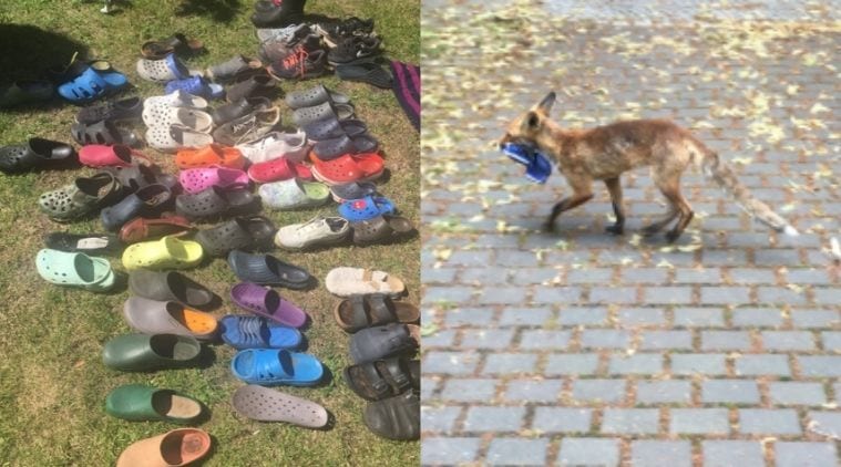 Fox that stole nearly 100 pieces of 