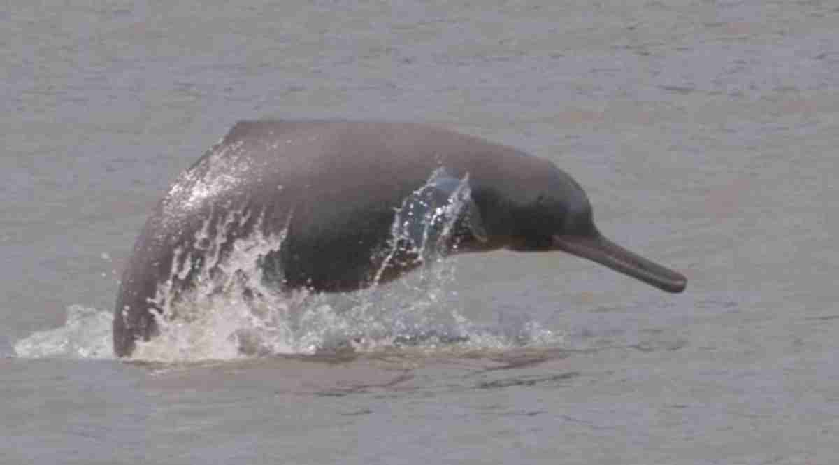 dolphin project, Gangetic dolphin conservation, pm modi announcement on dolphin, I-day announcement, indian express