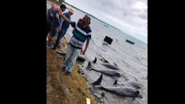 Mauritius, Oil Spill, Dolphins