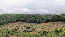 goa forest, Mollam forest stretch, goa raipur power line, Mollam news, goa news, indian express