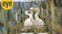 egrets
