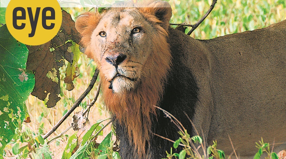 In many cases where a cub has been orphaned and rescued, the intention is to eventually rehabilitate it in the wild again.  (Photo: Ranjit Lal)