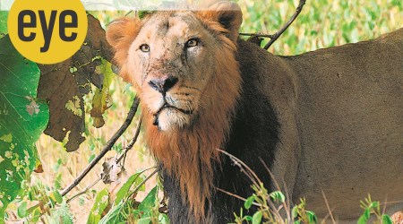 In many cases where a cub has been orphaned and rescued, the intention is to eventually rehabilitate it in the wild again.  (Photo: Ranjit Lal)