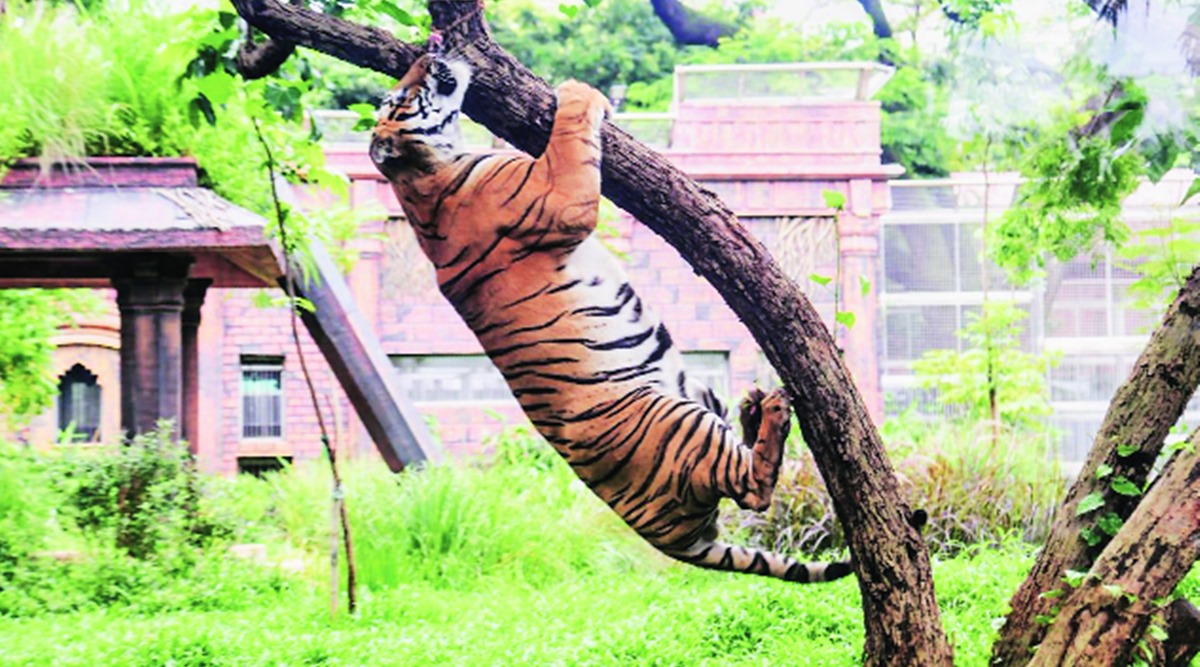 Away From Human Stare Most Animals At Byculla Zoo Relaxed Active Cities News The Indian Express
