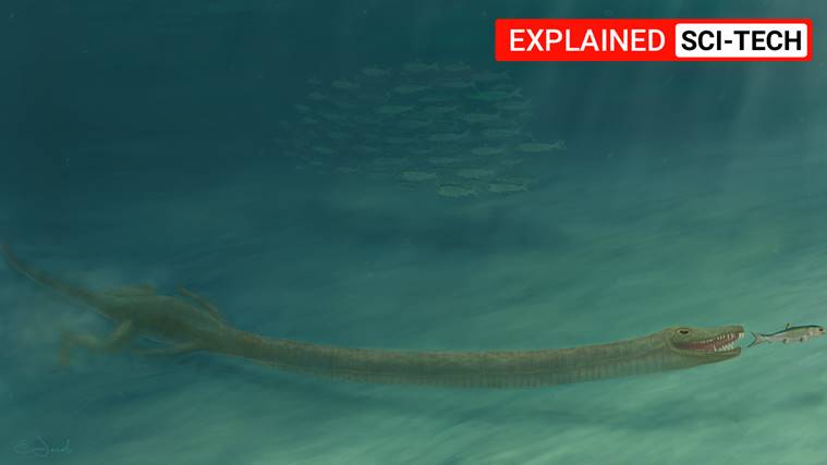 Tanystropheus, Tanystropheus current biology, Triassic period, study of Triassic period museums, tanystropheus size, tanystropheus fossil, current biology new research, indian express explained