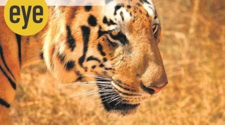 tiger population, tiger numbers, indianexpress, sunday eye, eye 2020, ranjit lal,