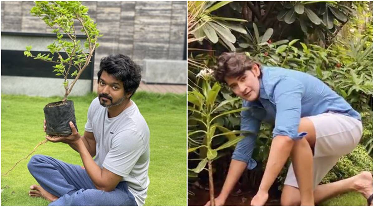 Vijay accepts Mahesh Babu's Green India Challenge, fans hail the ...