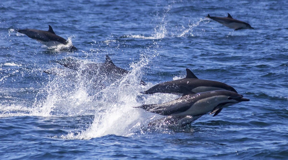 Watch: Pod of 300 dolphins greets Southern California whale watchers