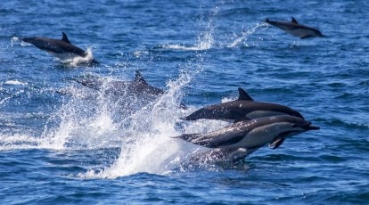 Dolphin Balancing Ball, Dolphin performing in the show at P…