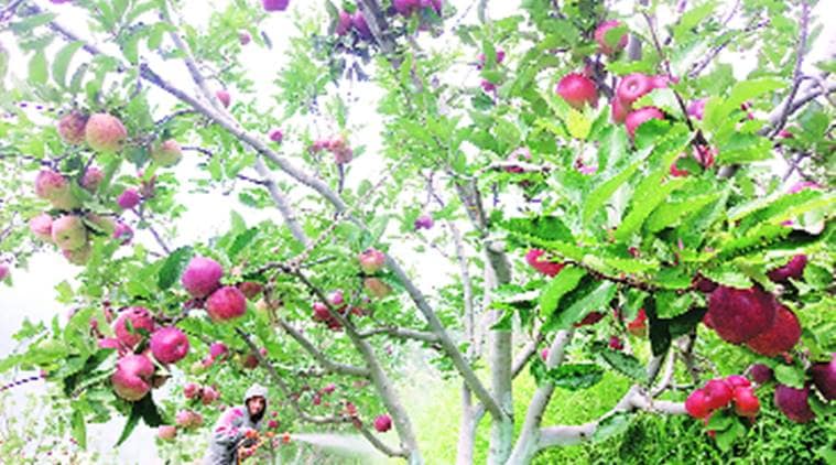 Apple growers, apple production, Shimla news, HP news, Indian express news