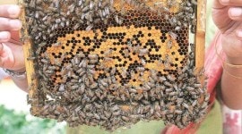 bee covid in india, covid pandemic, beekeeping, beekeeping training, beekeeping training online, indian express news