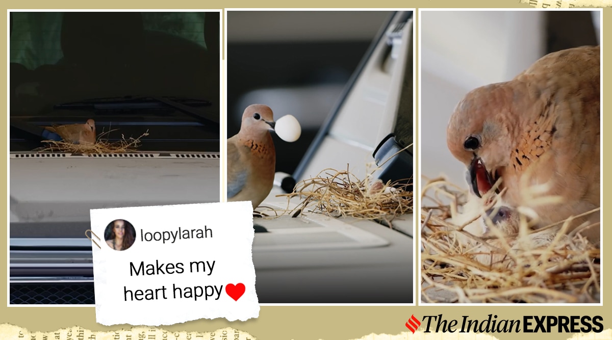 "Sometimes the little things in life are more than enough," Sheikh Hamdan, Crown Prince of Dubai wrote while sharing the clip. (@faz3/ Instagram)