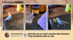 England, Devin, Seagull, Seagull stealing, Seagull shoplifting, Seagull thief, Seagull videos, Trending news, Viral video, Indian Express news