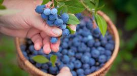 blueberry