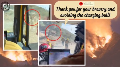 california wildfires, bull chase california fire fighters, firemen run as raging bull chase, viral videos, indian express