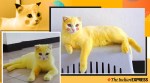 cat turns yellow, yellow cat, haldi cat, turmeric cat, woman thailand cat yellow viral picture, trending, indian express, indian express news