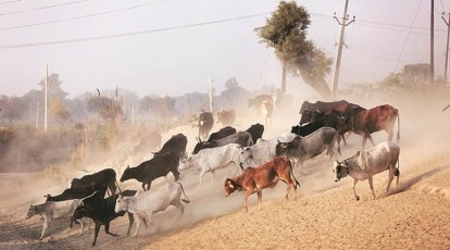In 10 years, wild animals on prowl attacked livestock 124 times in human  settlements around 2 Haryana forests | India News,The Indian Express