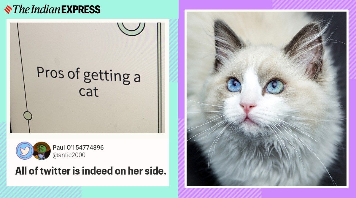 girl power point for getting a cat, girl make ppt for adopting pet, pet adoption quirky presentation, PPT for cat adoption, ppt for pet cat, quirky power point presentation, Indian express, trending news,