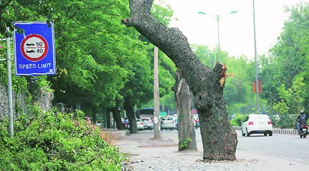 Delhi zoo, Delhi zoo monument, Delhi forest department, Delhi zoo forest department, Delhi news, city news, Indian Express