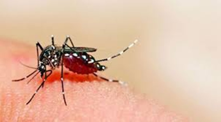 maharashtra dengue, maharashta dengue cases, maharashtra dengue deaths, covid cases in maharashtra, indian express news