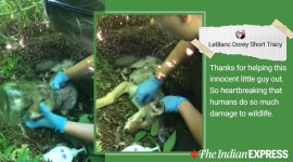 Coyote, Coyote rescue, Coyote videos, British Colombia, Conservation Officers Service, Animal rescue, Viral video, Trending news, Indian Express news.