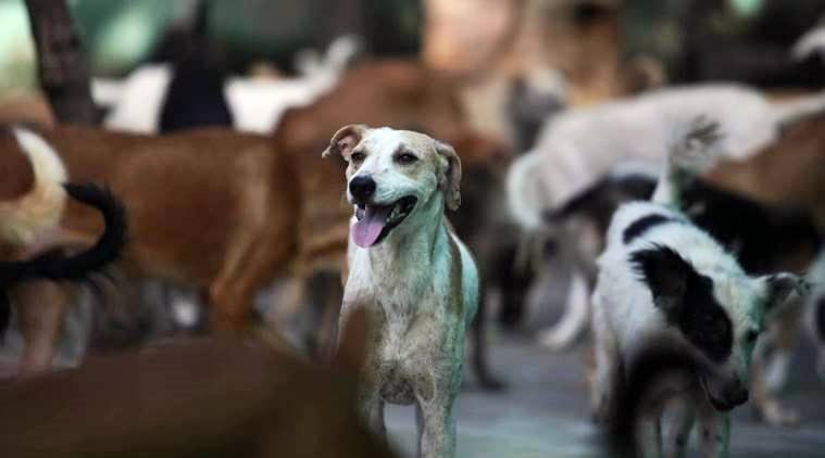 animal shelter, stray dogs shletr in maharashtra, ngo in aksarwadi for aninmal shelter, aksarwadi stray animal shelter, indian express news