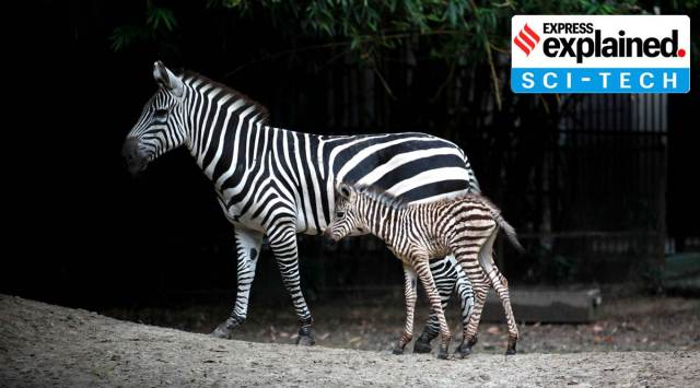 According to one theory, According to this theory, the black and white stripes create an optical illusion for flies and other parasites that would have sucked on the zebra’s blood. At Alipore Zoo. File/Express Photo by Subham Dutta