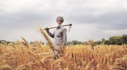 Crop Diversification Haryana Farmers To Get First Instalment Of Rs 2k 